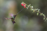 Sward_Billed Hummingbird Poster och Canvastavla