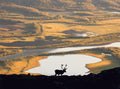 Reindeer in Swedish landscape Poster och Canvastavla
