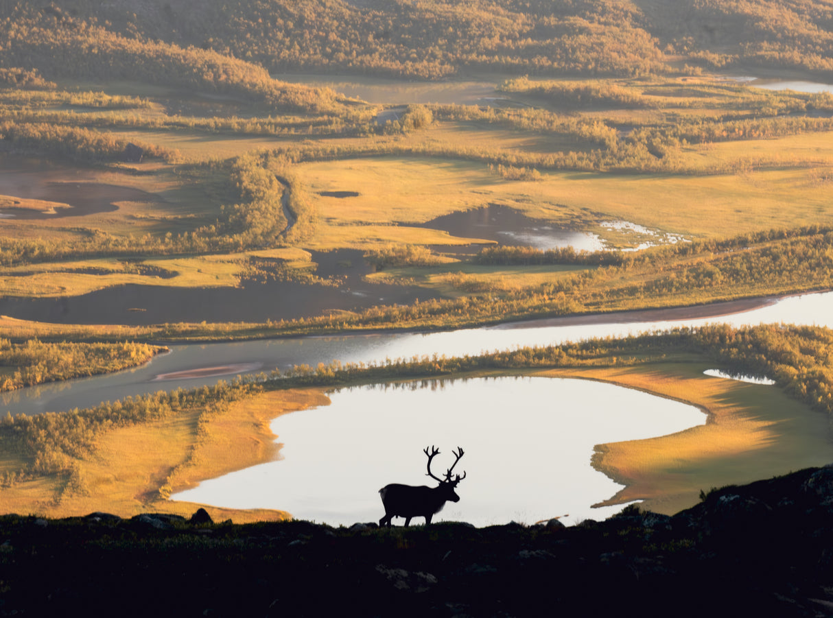 Reindeer in Swedish landscape Poster och Canvastavla