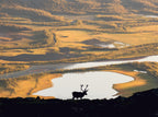 Reindeer in Swedish landscape Poster och Canvastavla