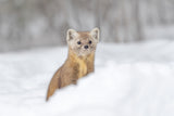 Pine Marten Poster och Canvastavla