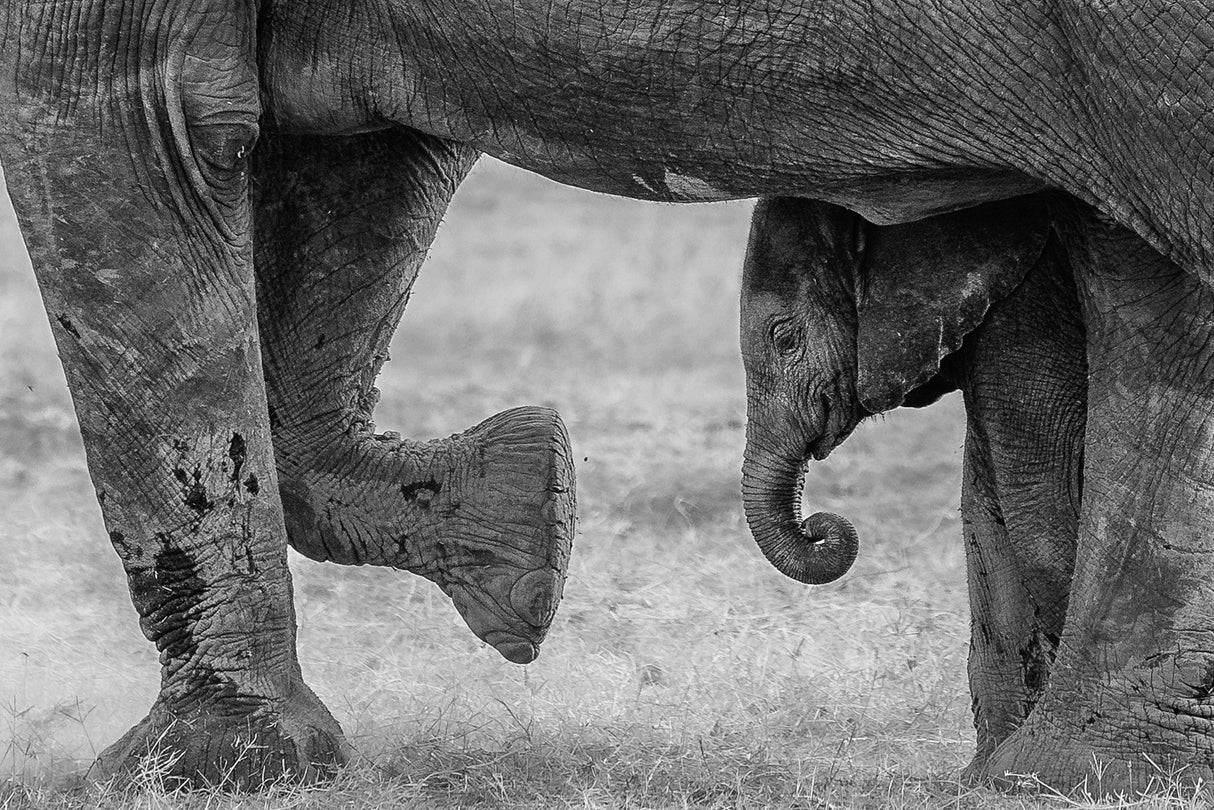Elephant Frame Poster och Canvastavla