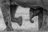 Elephant Frame Poster och Canvastavla