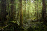 Beech Forest Poster och Canvastavla
