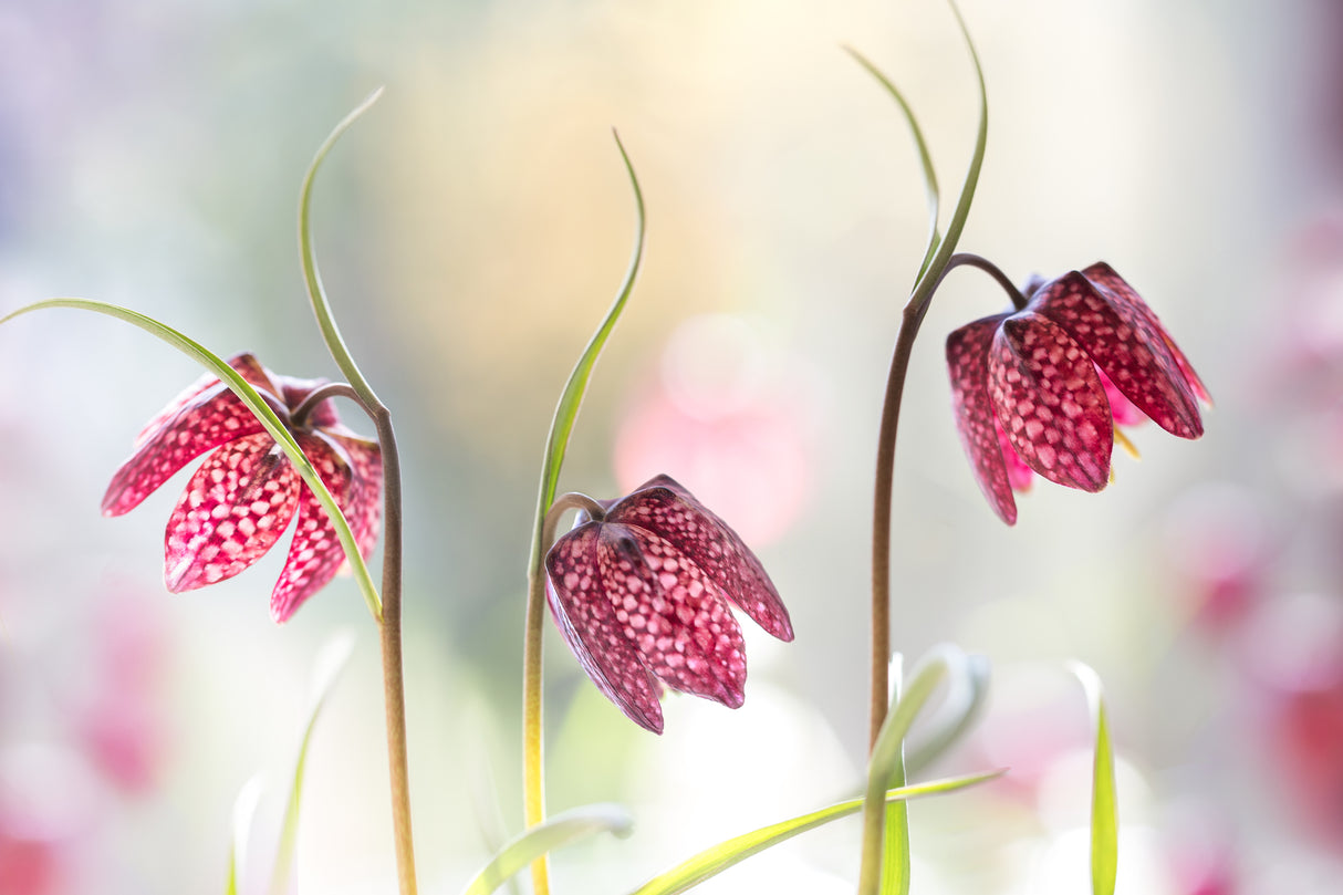 Snakes head Fritillary Poster och Canvastavla