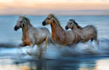 Slow motion horses Poster och Canvastavla