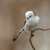 a White-headed Long-tailed Tit Poster och Canvastavla