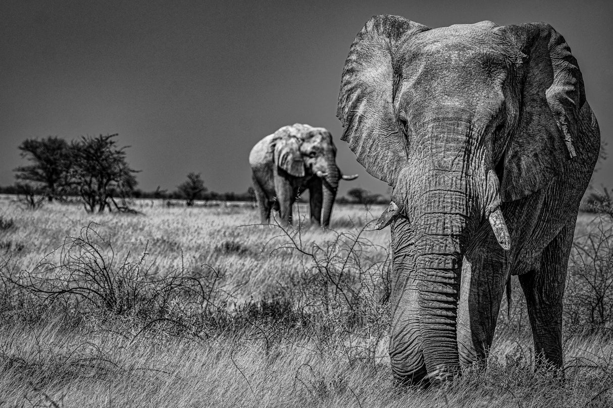 Elephant fields Poster och Canvastavla