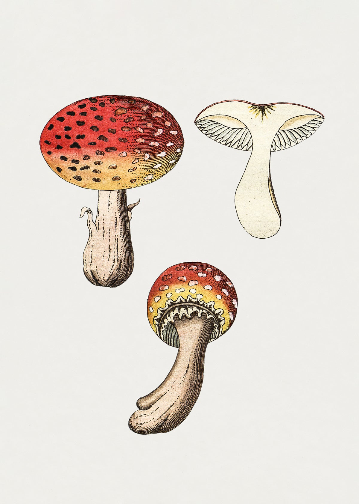 Hand Drawn Fly Agaric Mushroom Poster och Canvastavla