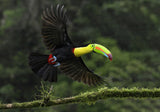 Toucan in flight Poster och Canvastavla
