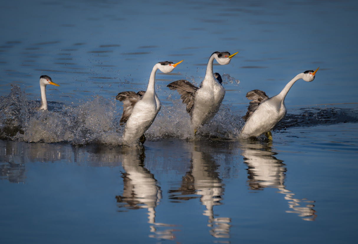 West Grebes Poster och Canvastavla