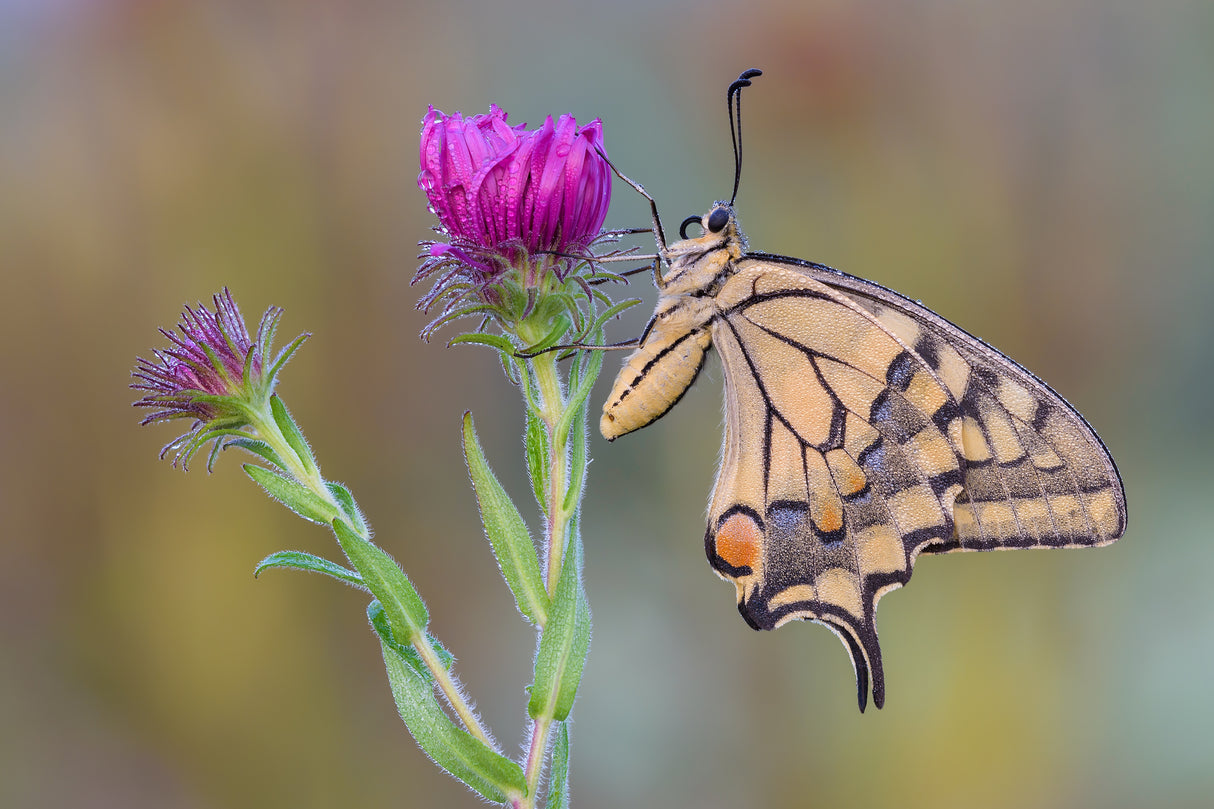Surprise by Papilio Poster och Canvastavla