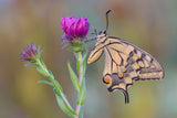 Surprise by Papilio Poster och Canvastavla