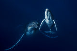 Humpback whale mother and calf Poster och Canvastavla