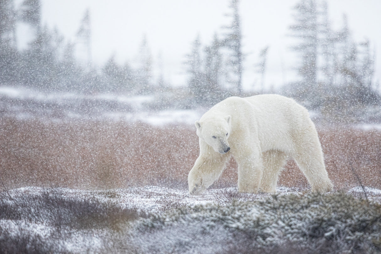 Under the Snow Poster och Canvastavla