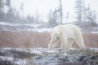 Under the Snow Poster och Canvastavla