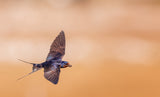 Barn swallow with building material for the nest Poster och Canvastavla