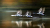 Swans in  flight in Autumn Poster och Canvastavla