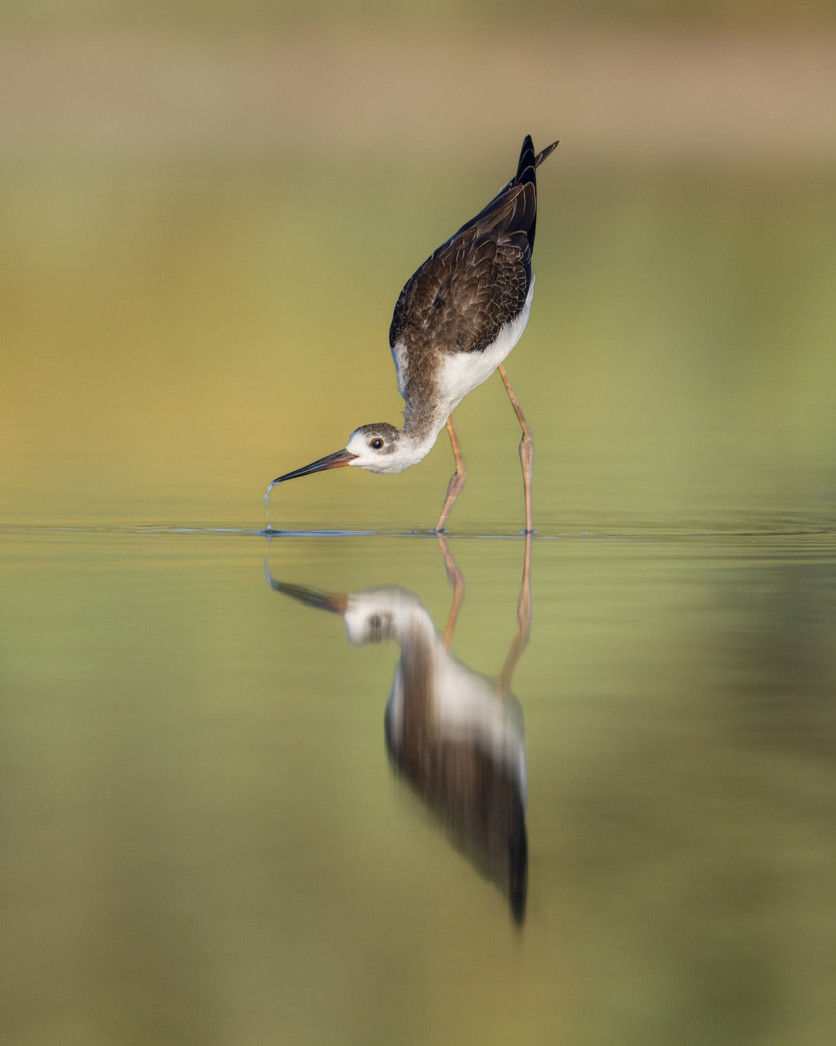 Black winged Stilt Poster och Canvastavla