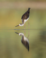 Black winged Stilt Poster och Canvastavla