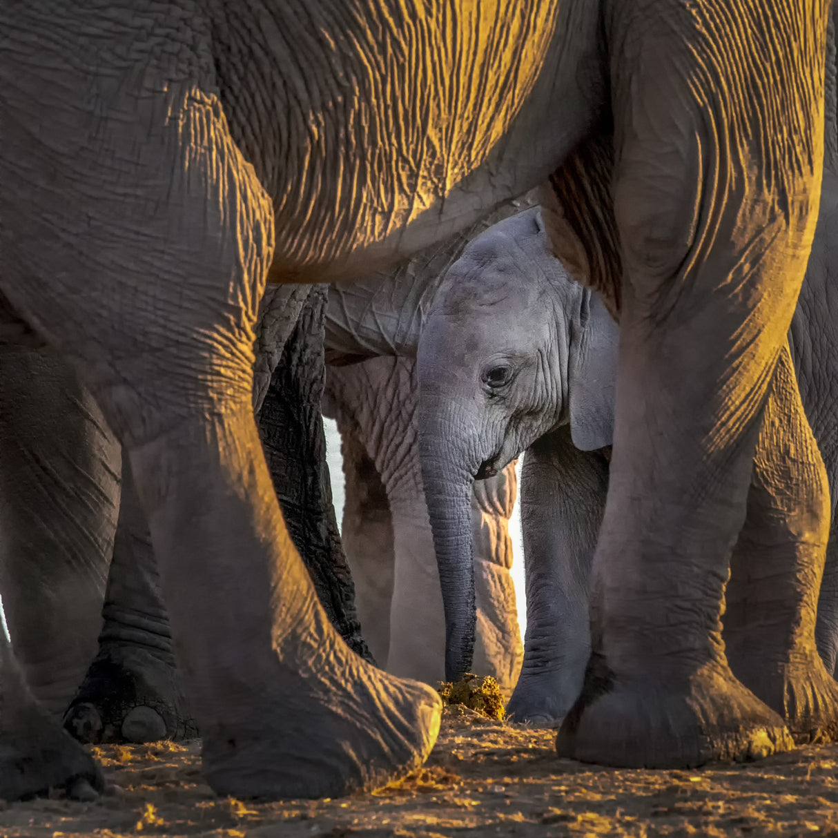 Maternal Love Poster och Canvastavla