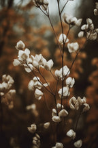 Low Light Nature No 3 Poster och Canvastavla