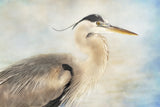 The Great Blue Heron Poster och Canvastavla