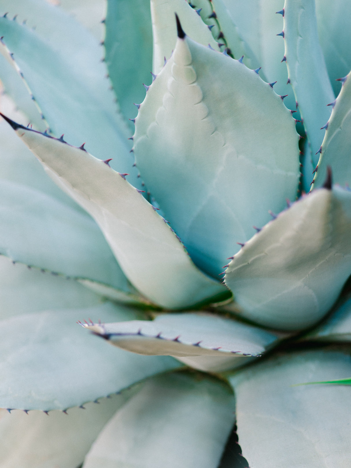 Succulent Green Poster och Canvastavla