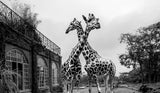 The Girafferaffe Manor Poster och Canvastavla