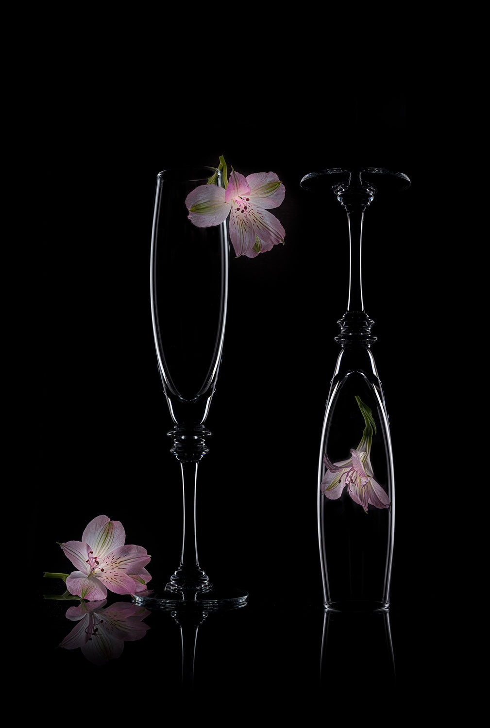 Pink Peruvian-lily Poster och Canvastavla