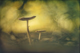 Autumn intro Poster och Canvastavla