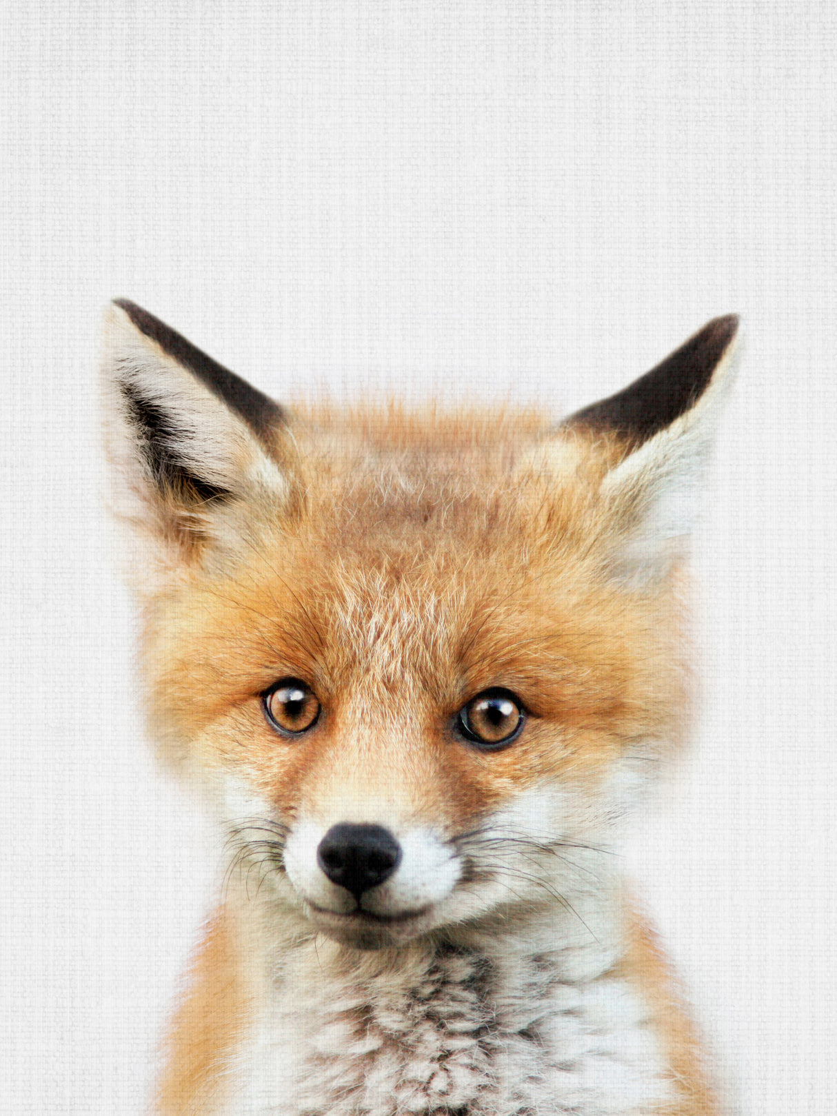 Peekaboo Baby Fox Poster och Canvastavla