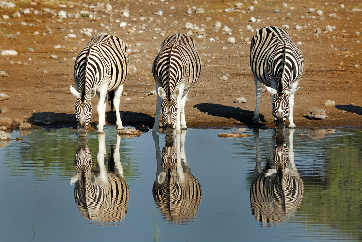 Zebra Poster och Canvastavla