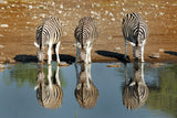 Zebra Poster och Canvastavla