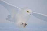 Golden eyes on the hunt Poster och Canvastavla