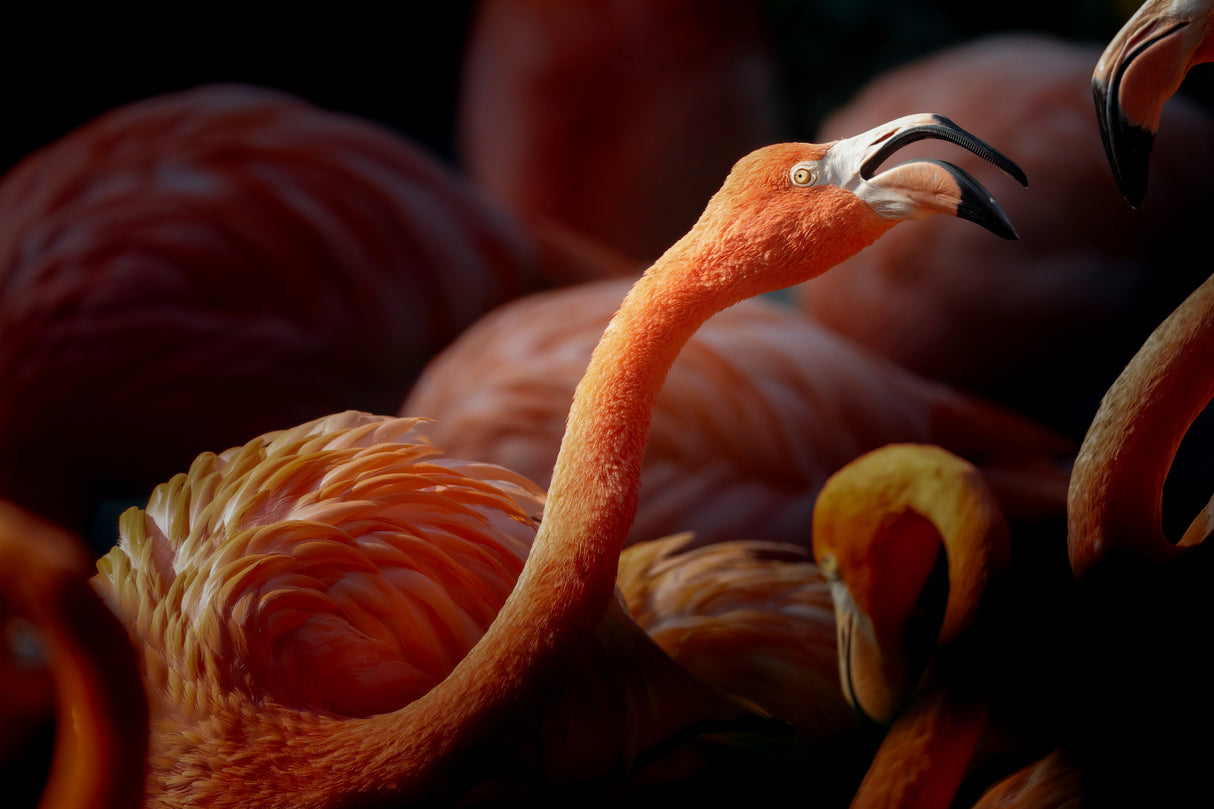 flamingos Poster och Canvastavla