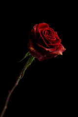 red rose Poster och Canvastavla