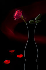 Red Rose with red wave in the background Poster och Canvastavla