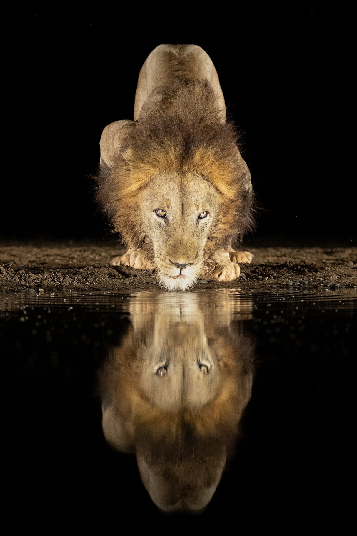 Lion drinking at night Poster och Canvastavla