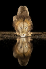 Lion drinking at night Poster och Canvastavla