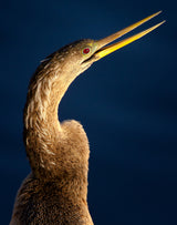 Anhinga portrait Poster och Canvastavla