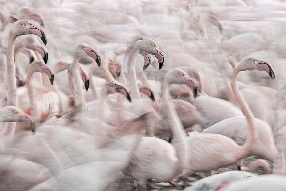 In the Pink transhumance Poster och Canvastavla