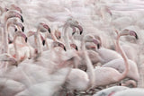 In the Pink transhumance Poster och Canvastavla