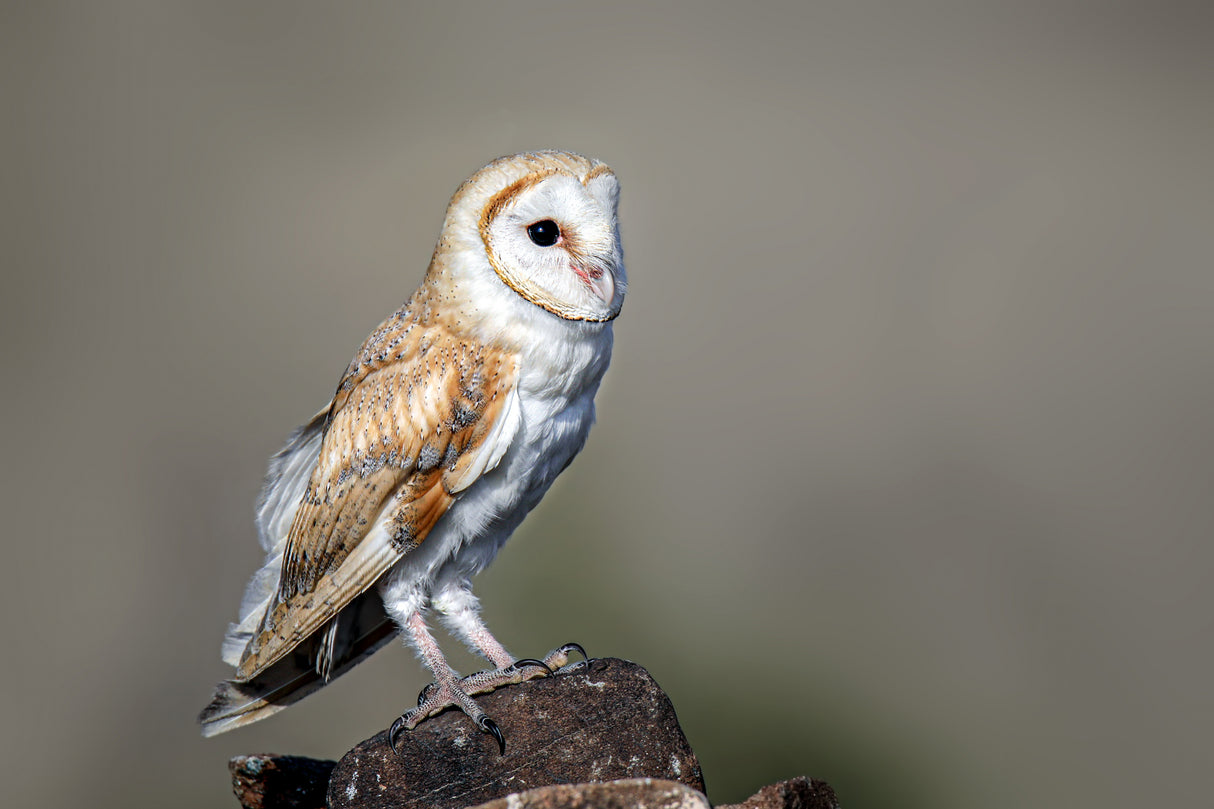 Barn owl Poster och Canvastavla
