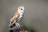 Barn owl Poster och Canvastavla