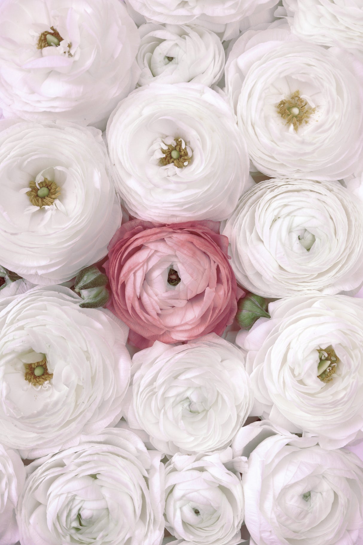 Singular ranunculus in blush Poster och Canvastavla