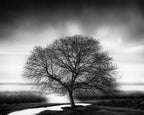 Tree by the Lake Poster och Canvastavla