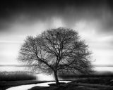 Tree by the Lake Poster och Canvastavla