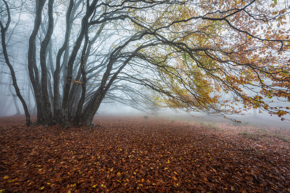 Fog in the woods Poster och Canvastavla