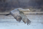 A Sandy Hill Crane in Flight Poster och Canvastavla